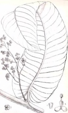 Pycnanthus angolensis African Nutmeg